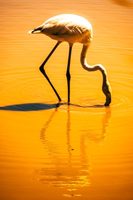 Flamingo in Oranje
