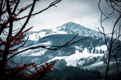 Schneebedeckter Schwarzwald