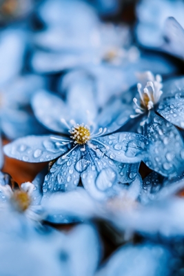 Blue Hepatica Flower