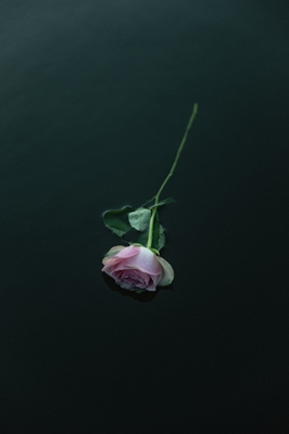 Rosa en agua