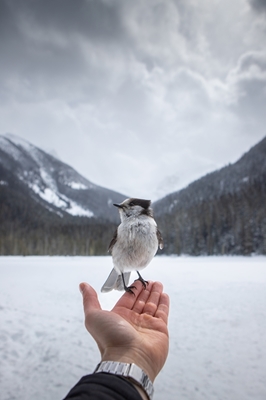 Fugl ved hånden 🇨🇦