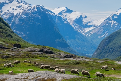 Zasněžené hory a ovce