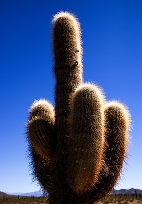 Doigt d’honneur de cactus