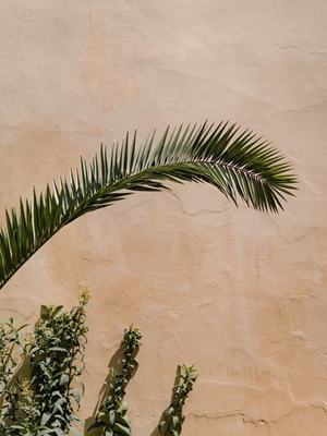 Palm leaves in Fes Morocco
