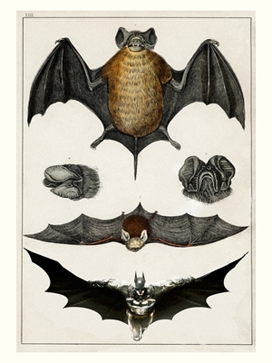 type of bats