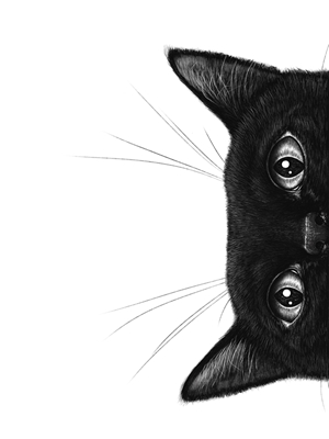Černá kočka II