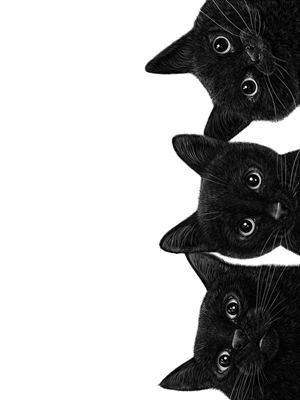 Drei schwarze Katzen