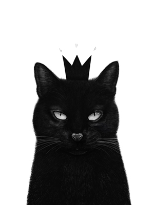Koning Kat