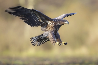 Flying sea eagle