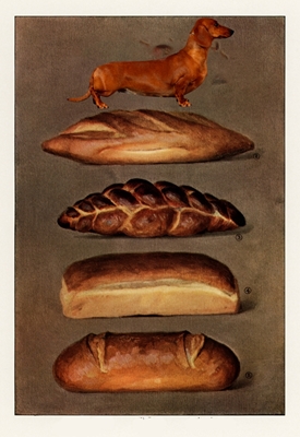 brød og hund