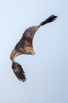 Águila de cola blanca en movimiento