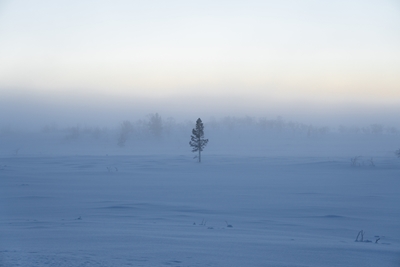 A tree alone in the Winter 