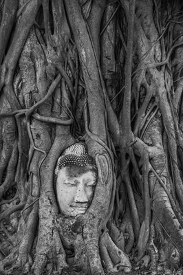 Buda y las RAÍCES ESPIRITUALES