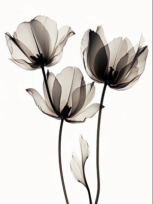 Flor de raio X preto e branco