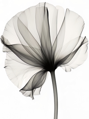 Black and White X Ray Flower 