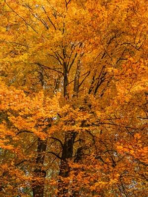 Jesienny las w kolorze żółtym, brązowym, czerwonym