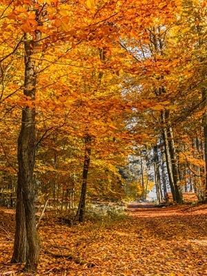 Waldweg Herbst in Orange Gelb 
