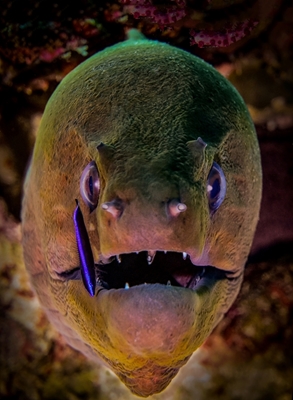 Close up Moray eel
