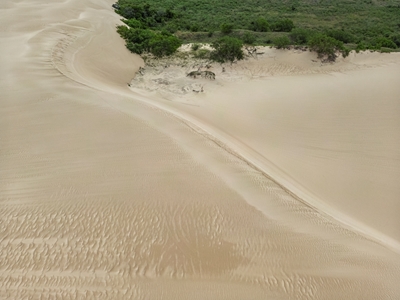 Forested Dune