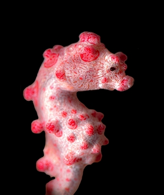 The pygmy seahorse