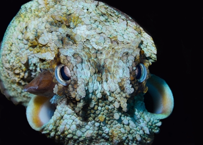 Den vrede blæksprutte