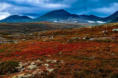 Červené podzimní barvy v Rondane
