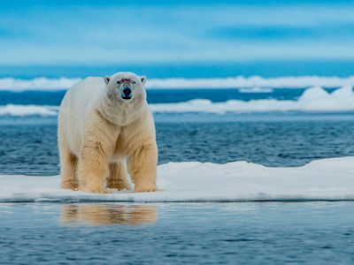 Fiorente orso polare maschio