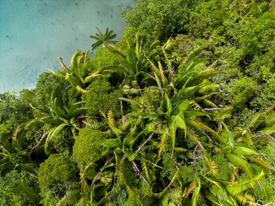 Palms from above, right side
