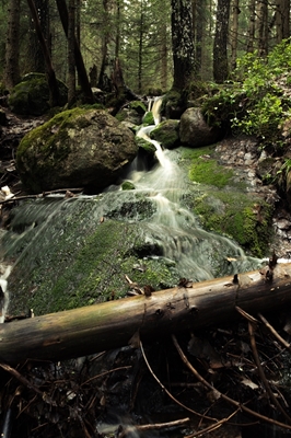 Murmur of the stream