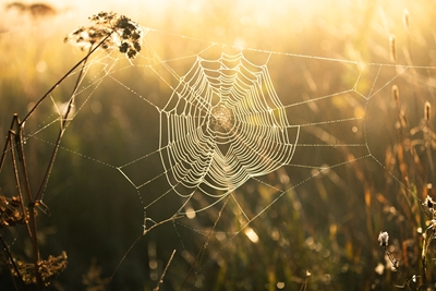Hämähäkin verkko