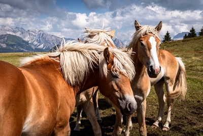 Cavalos - Haflinger