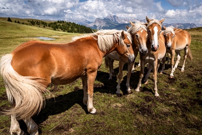 Cavalos - Haflinger 2