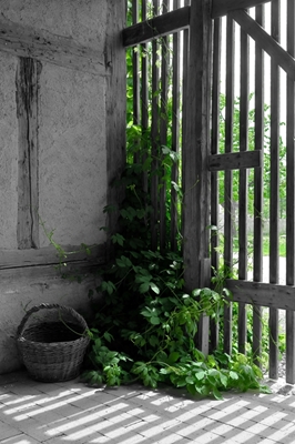 La puerta con vegetación