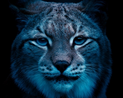 Lynx bij het blauwe uur
