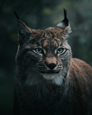 Lynx in the wilderness