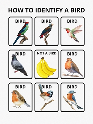 Sådan identificeres en fugl