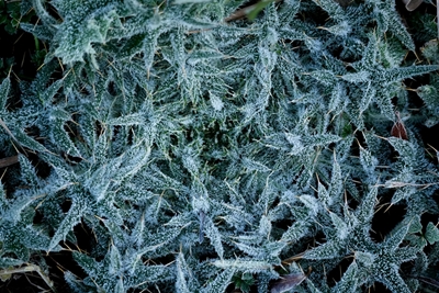 Frosty thistle