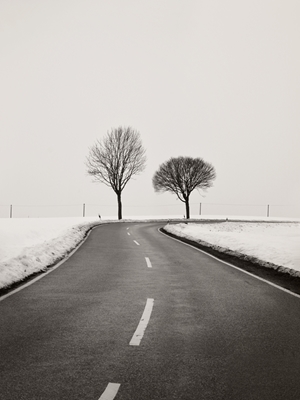 Straße mit Bäumen Im Winter