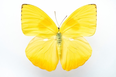 Lys gul sommerfugl