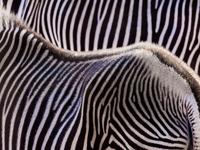 Duas zebras
