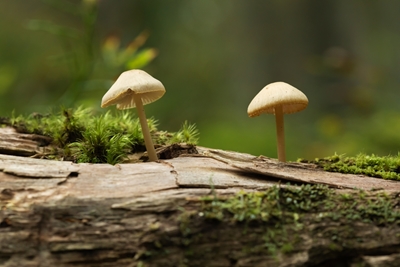 Dois cogumelos