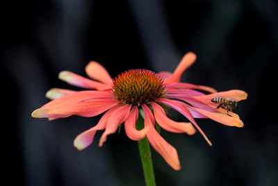 Fiore rosa con un'ape
