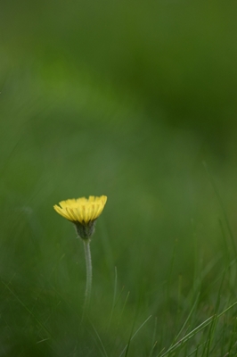 Yellow Flower in Greenery
