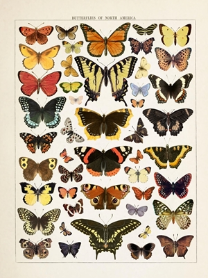 Illustration Vintage papillon