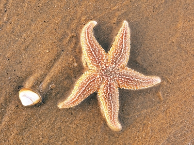 Estrella de mar con concha en la playa