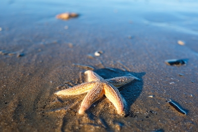 Estrellas de mar en la playa de arena