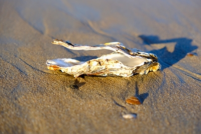 Shell on the sandy beach