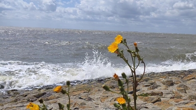 North Sea flower