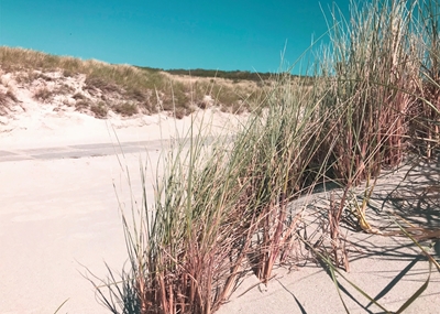 Foto da praia de grama rosa da duna