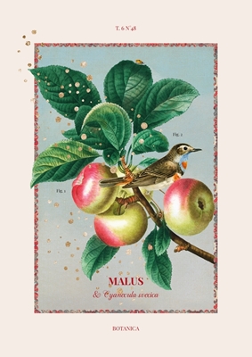 Botánica - Manzana